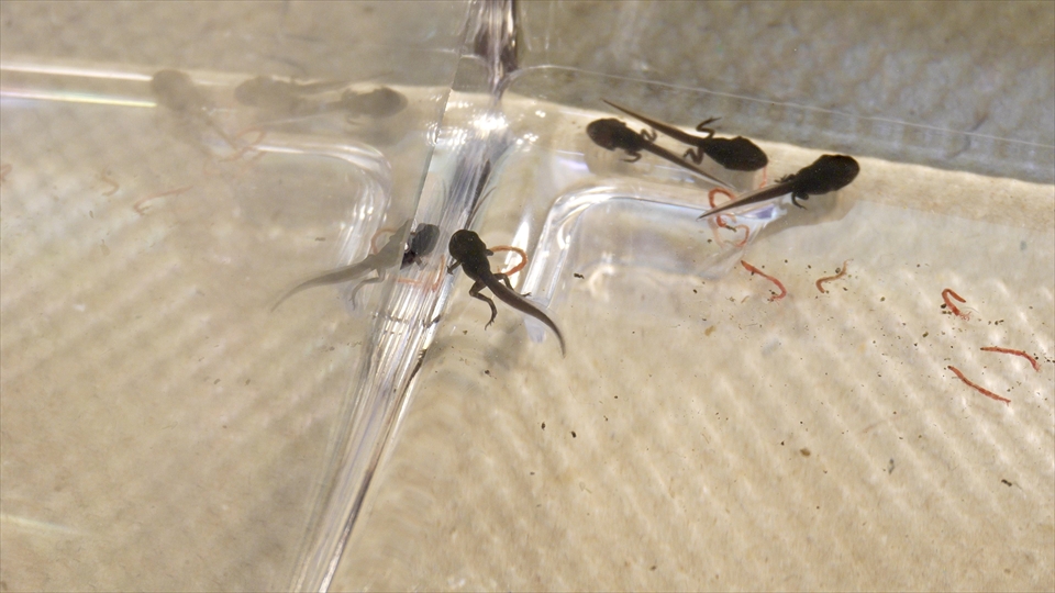 ヒキガエルのオタマジャクシ、十分に栄養を蓄えて上陸させる