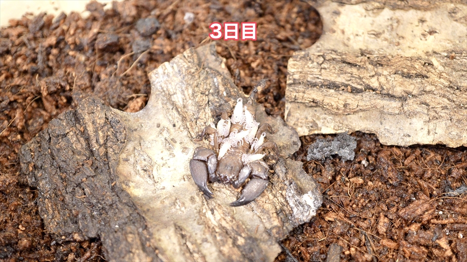 子供を産み始めて3日後のヤエヤマサソリ