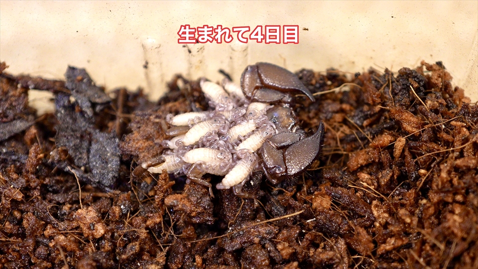 ヤエヤマサソリの繁殖・生まれて4日目の様子