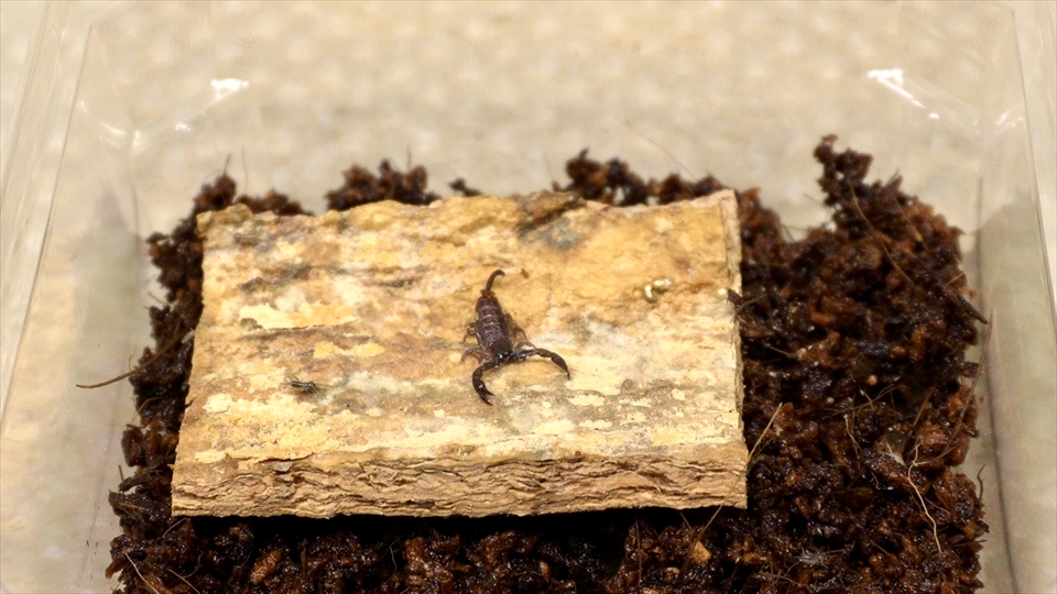 ヤエヤマサソリのベビーの個別飼育用の飼育ケース