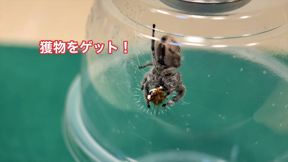 獲物を捕らえたリーガルジャンピングスパイダー