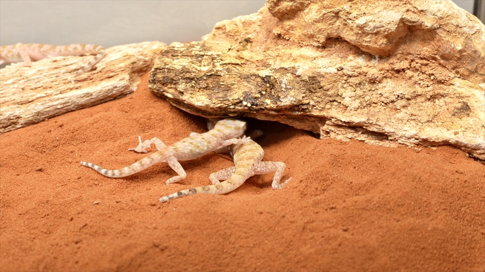ナミハリユビヤモリ(エレガンスボウユビヤモリ・エレガントハリユビヤモリ)の飼い方・飼育用品・飼育環境・床材を掘って巣穴を作る