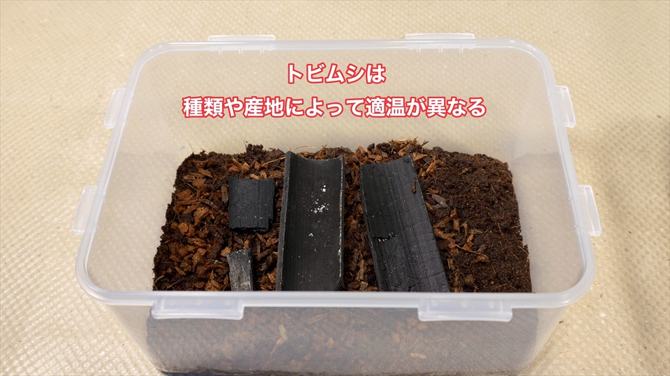 トビムシの飼い方・殖やし方・飼育用品・飼育環境・エサについてまとめました