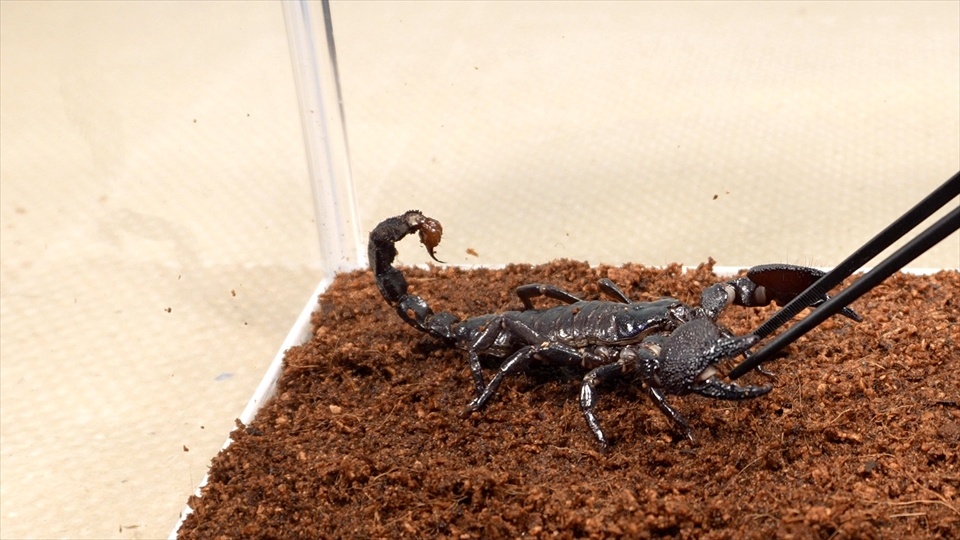 ダイオウサソリ(エンペラースコーピオン、オオコガネサソリ、コウテイオソレサソリ、テイオウサソリ)の毒腺と毒針・ハサミは危険