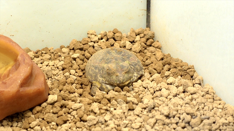 チャコガエルの飼い方・飼育用品・飼育環境・エサ(種類・量・頻度)についてまとめました・乾眠とコクーン(繭)