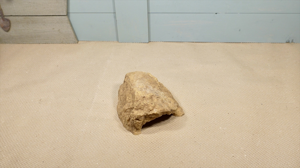 ペールアガマの飼い方・飼育用品・飼育環境・エサ(種類・量・頻度)についてまとめました・おすすめのシェルター