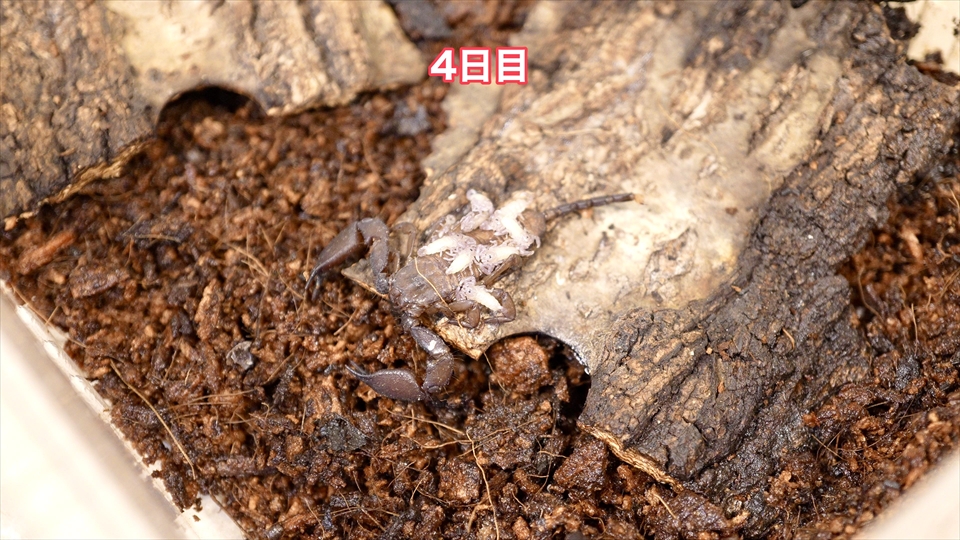 子供を産んで4日目のヤエヤマサソリ・子供の数が減っているような気がします。