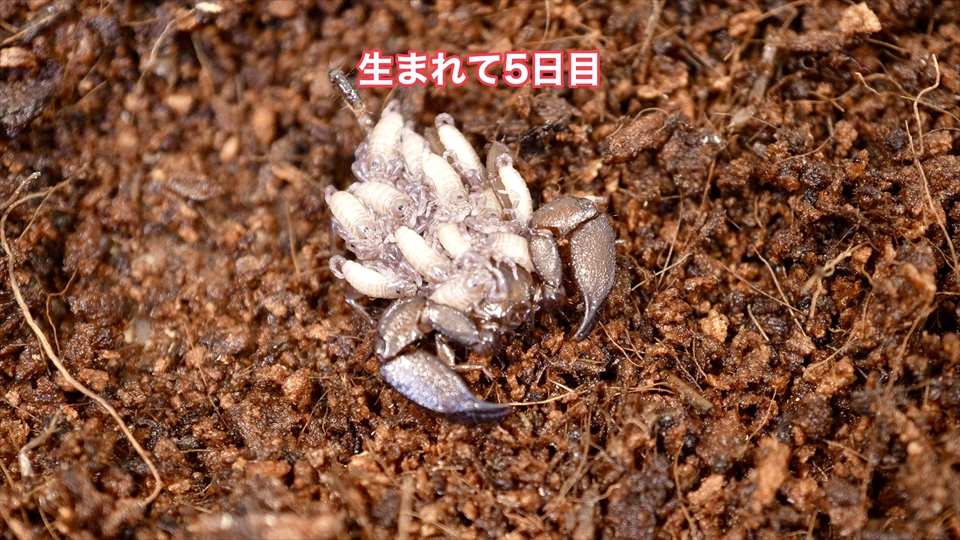 ヤエヤマサソリの繁殖・生まれて5日目の様子