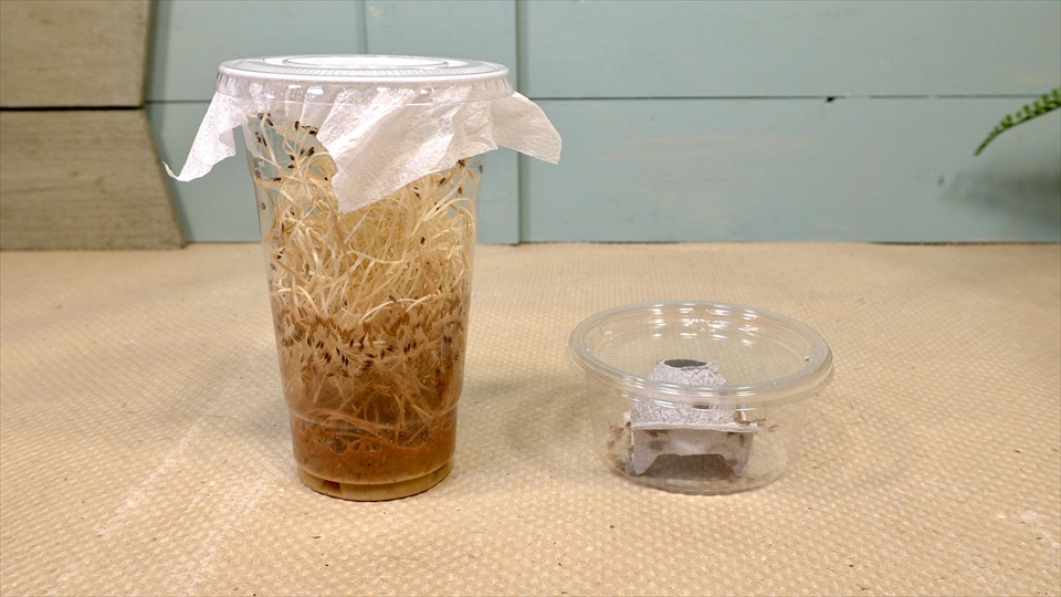 フライッシュマンアマガエルモドキ（グミガエル）飼育のおすすめのエサ（種類・頻度・量・与え方）
トリニドショウジョウバエ　コオロギ