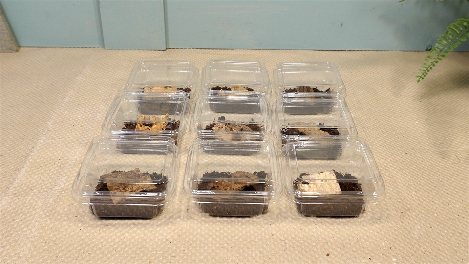 ヤエヤマサソリのベビーの個別飼育用の飼育ケース