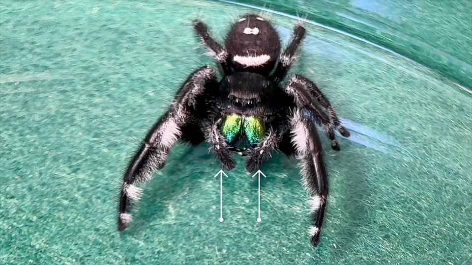 リーガルジャンピングスパイダーのオスの触肢