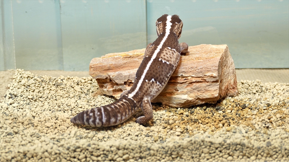 ニシアフロカトカゲモドキの飼い方と飼育環境