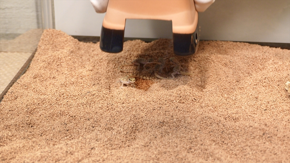サハラカワラヤモリの飼い方・飼育用品・飼育環境・おすすめのウェットシェルター