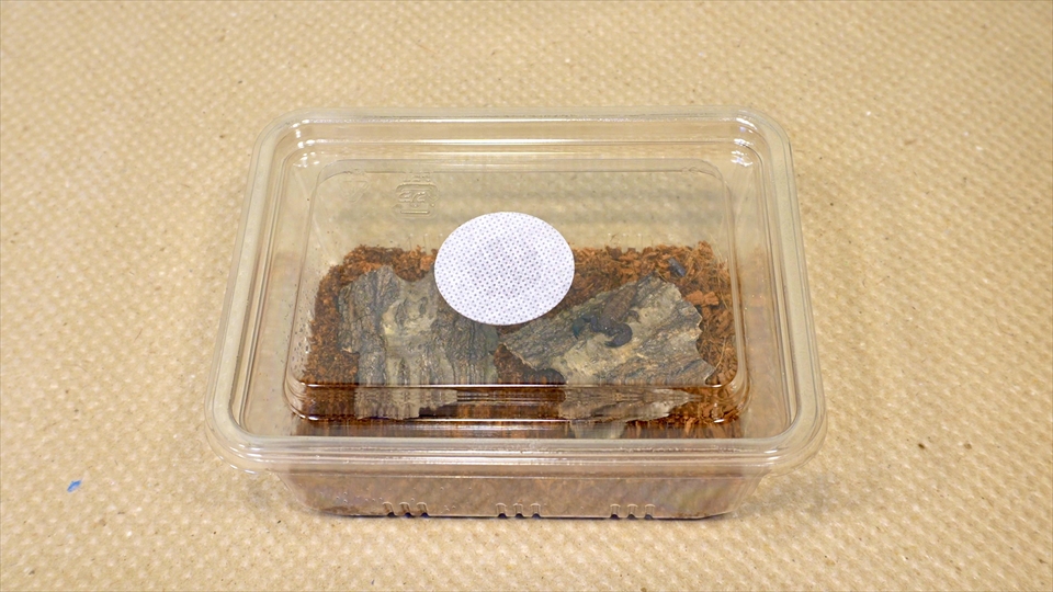 ヤエヤマサソリの飼い方・飼育用品・飼育環境・エサ(種類・量・頻度)についてまとめました