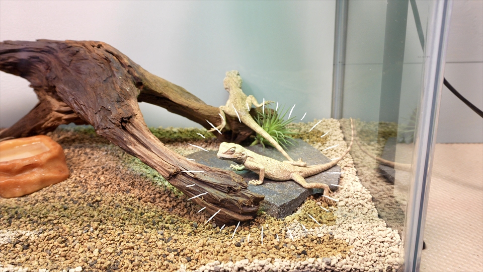 ペールアガマの飼い方・飼育用品・飼育環境・エサ(種類・量・頻度)についてまとめました・おすすめの照明器具