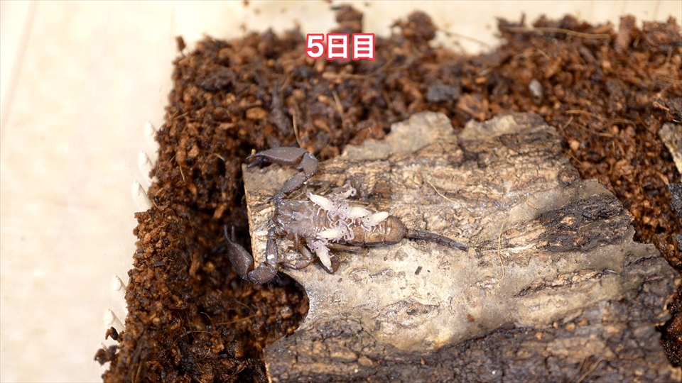 子供を産んで５日目のヤエヤマサソリ・子供の数が減っている
