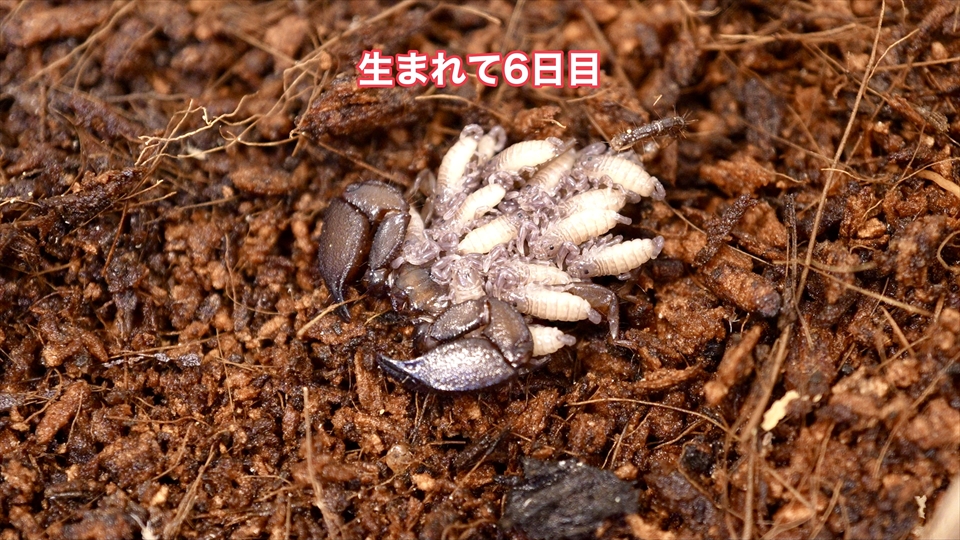 ヤエヤマサソリの繁殖・生まれて6日目の様子