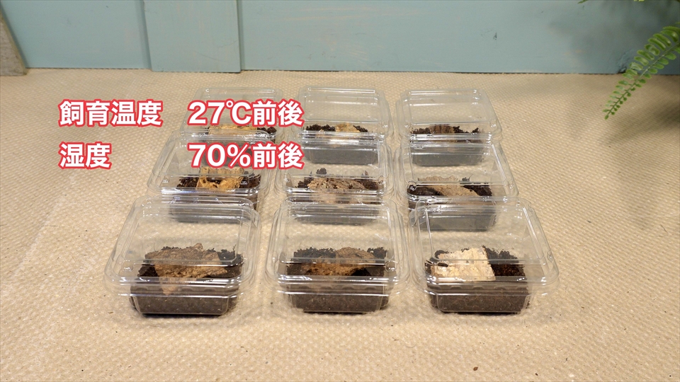 ヤエヤマサソリのベビーの
飼育温度は、27℃前後
湿度は、70%前後