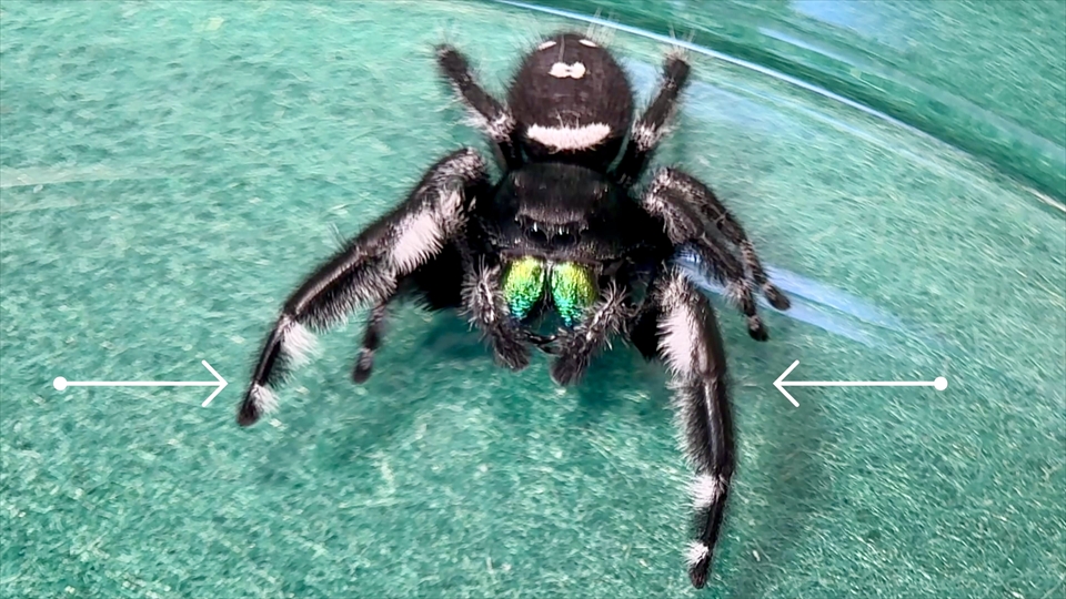 リーガルジャンピングスパイダーのオスの第一脚