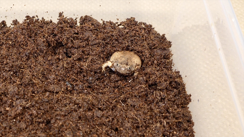ビルマコガタジムグリガエル(ミャンマーコガタジムグリガエル・バーミーズスクワットフロッグ)の飼い方・飼育用品・飼育環境・エサ(種類・頻度・量・与え方)についてまとめました