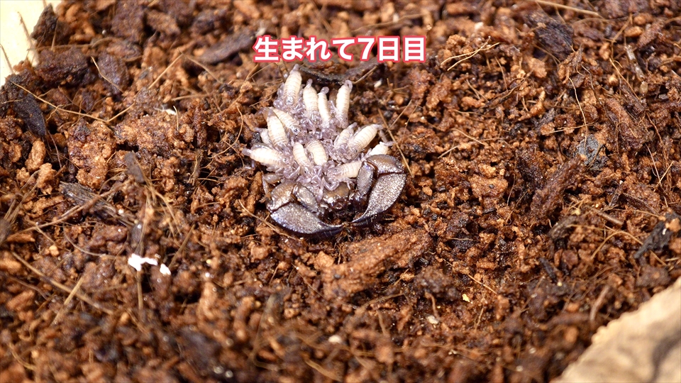 ヤエヤマサソリの繁殖・生まれて7日目の様子