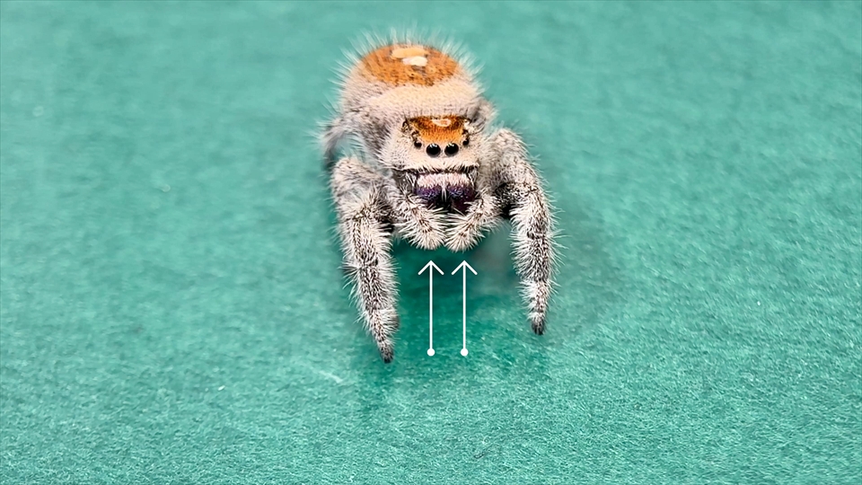 リーガルジャンピングスパイダーのメスの触肢
