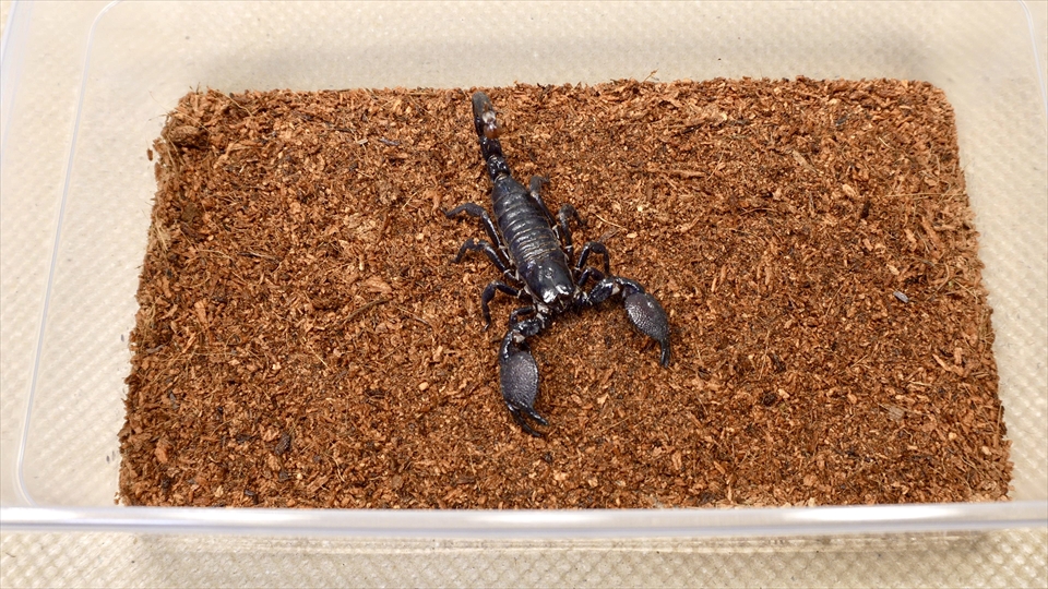 ダイオウサソリ(エンペラースコーピオン)の飼い方・飼育用品・飼育環境・エサ(種類・量・頻度)についてまとめました