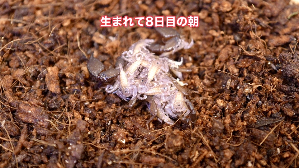 ヤエヤマサソリの繁殖・生まれて8日目の様子
