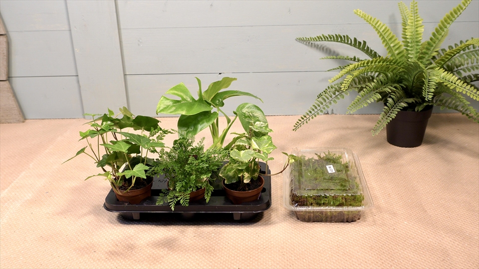 フライッシュマンアマガエルモドキ(グミガエル)用のレイアウトケージ(テラリウム・パルダリウム)を作りました。準備した観葉植物と苔