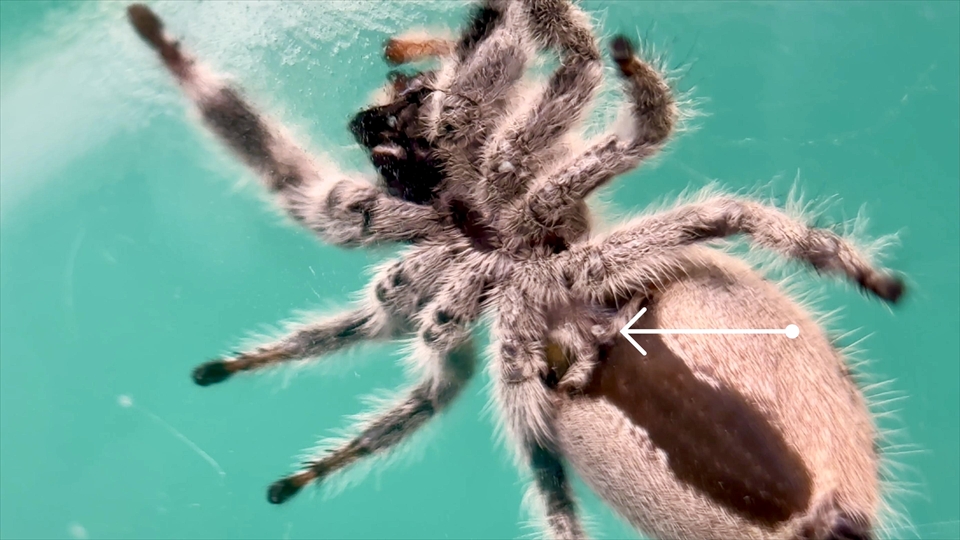 リーガルジャンピングスパイダーのメスの外雌器