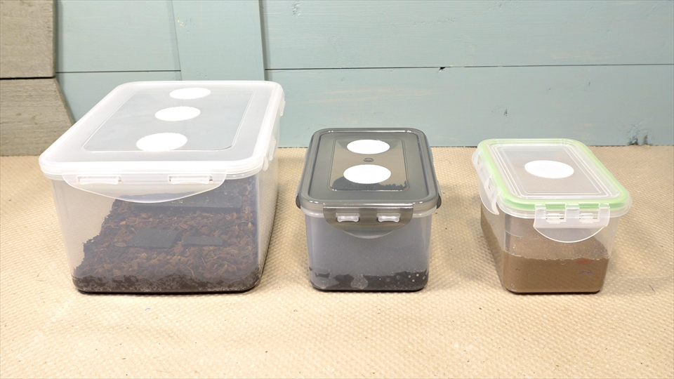 トビムシの飼い方・殖やし方・飼育用品・飼育環境・エサについてまとめました