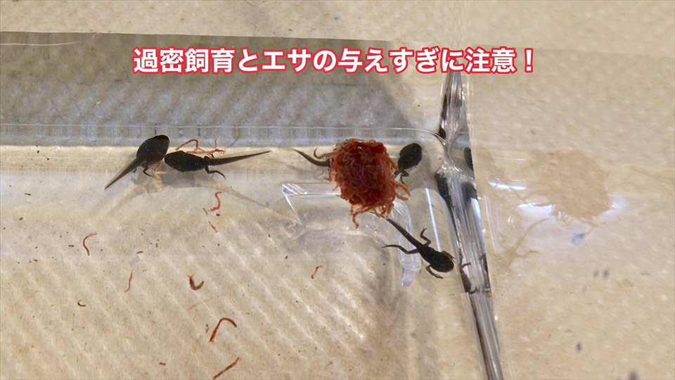 ヒキガエルのオタマジャクシ、過密飼育とエサの与えすぎに注意