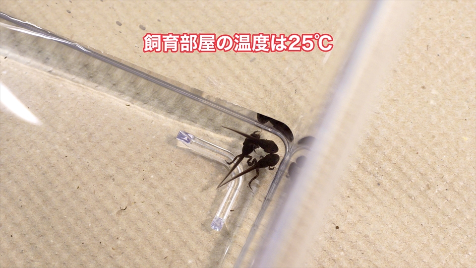 ヒキガエル上陸！オタマジャクシからカエルまでの記録・飼い方・飼育環境・飼育部屋の温度管理