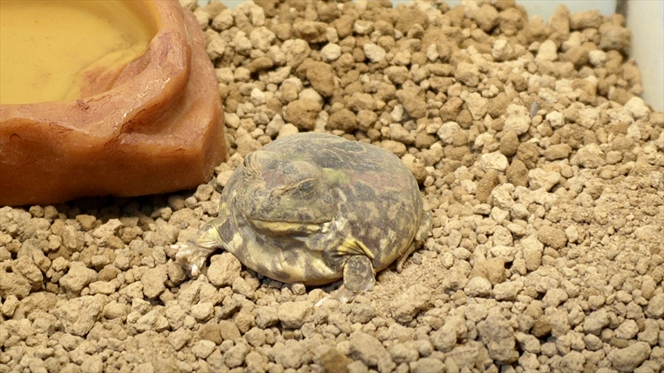 コクーン化した状態で乾眠(休眠)していたチャコガエル