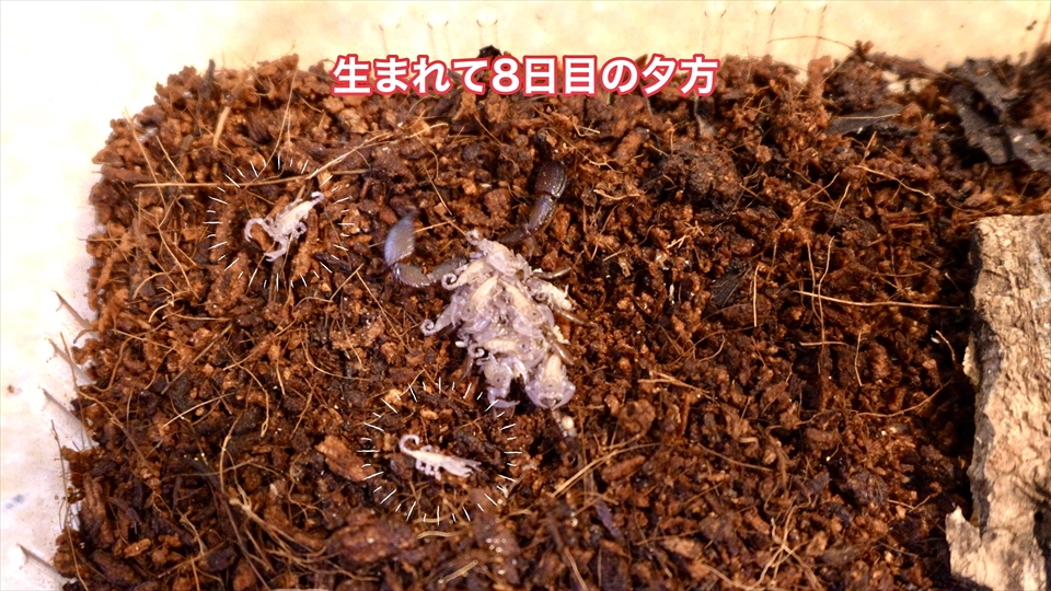 ヤエヤマサソリの繁殖・生まれて8日目の夕方の様子