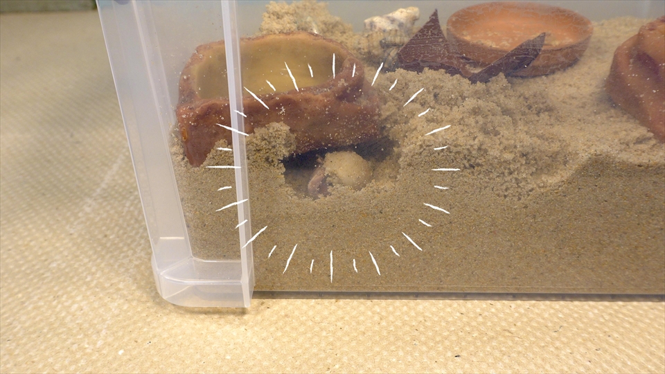 オカヤドカリは、床材の環境が悪いと、脱皮を行う巣穴を作ることができないので、脱皮に失敗して死んでしまいます