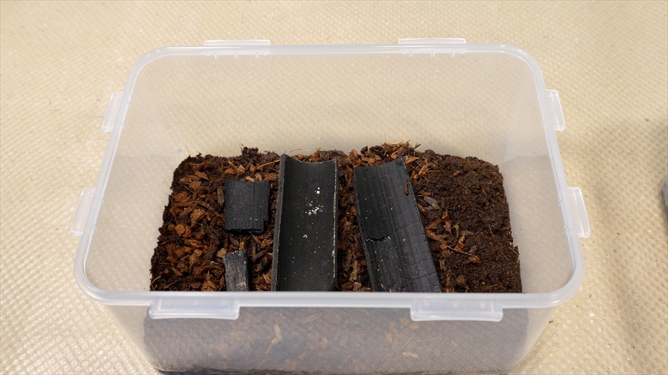 トビムシの飼い方・殖やし方・飼育用品・飼育環境・エサについてまとめました・おすすめの床材(パームマット・ココピート・ヤシガラ)