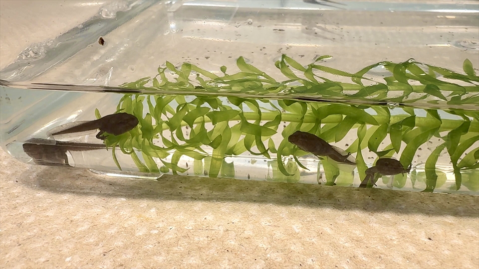 ヒキガエルのオタマジャクシ、水質維持とおやつのためにアナカリスなどの水草がおすすめ