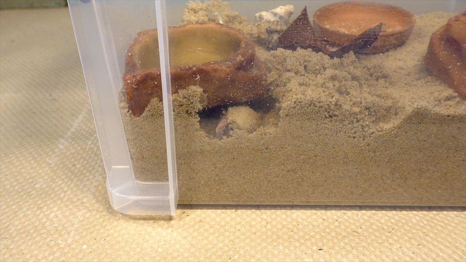 オカヤドカリが床材に潜って行う、脱皮という命がけの作業で失敗しないように、崩れにくい巣穴を作ることができて、それを維持することができる状態にしてあげることが大切