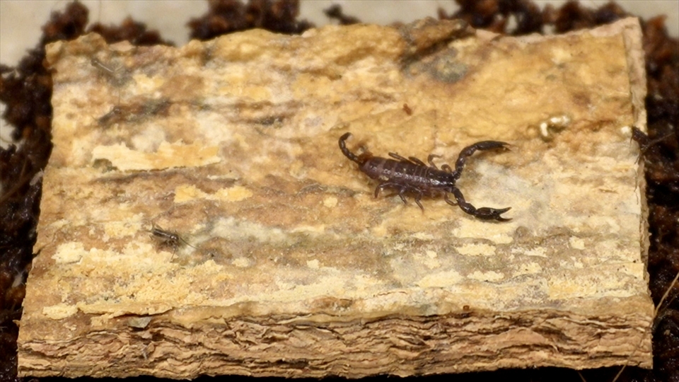 ヤエヤマサソリのベビーが共食いをしないように個別飼育(単独飼育)を開始しました!