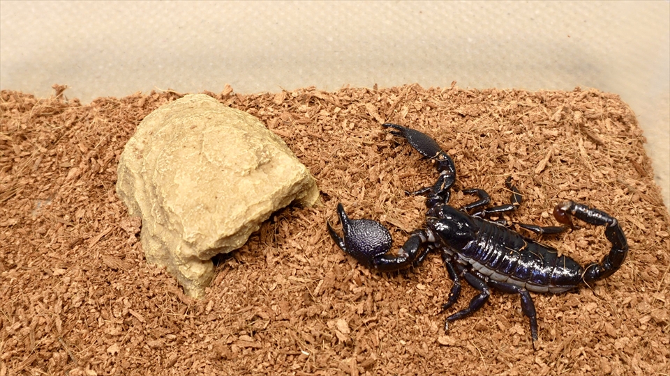 ダイオウサソリ(エンペラースコーピオン)の飼い方・飼育用品・飼育環境・エサ(種類・量・頻度)についてまとめました