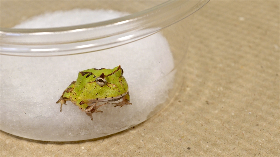 アマゾンツノガエルのベビーの飼い方・飼育用品・飼育環境・エサ(種類・量・頻度)