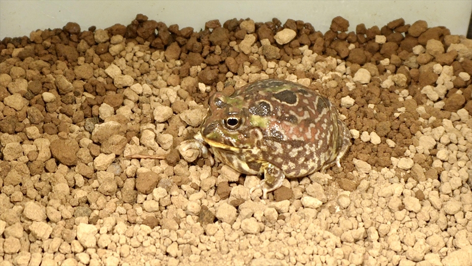 チャコガエル
