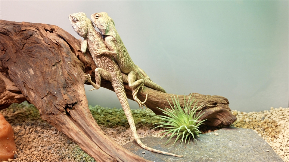 ペールアガマの飼い方・飼育用品・飼育環境・エサ(種類・量・頻度)についてまとめました