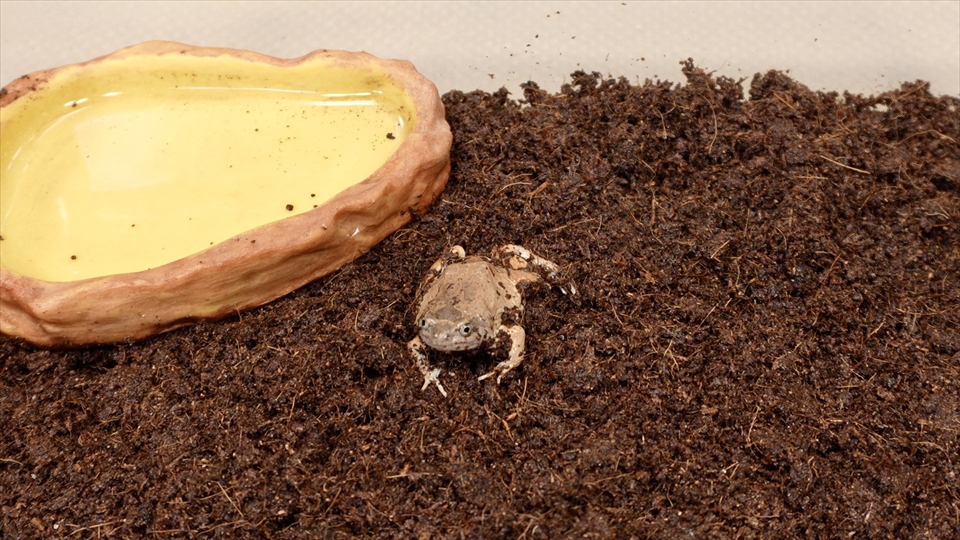 ビルマコガタジムグリガエル(ミャンマーコガタジムグリガエル・バーミーズスクワットフロッグ)の飼い方・飼育用品・飼育環境・エサ(種類・頻度・量・与え方)についてまとめました