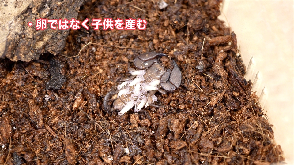 メスだけで繁殖する単為生殖で、直接子供を産む胎生のヤエヤマサソリの繁殖・ベビーが生まれました