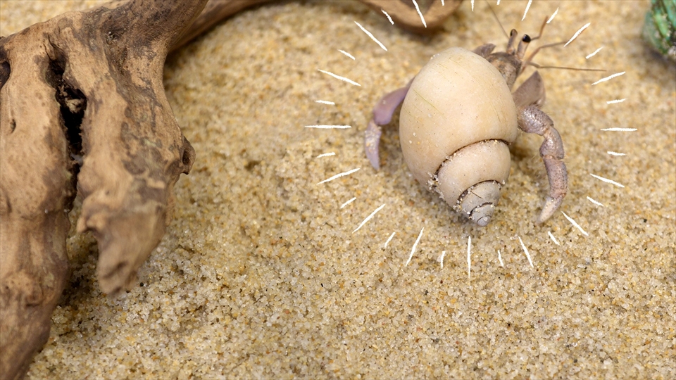 ムラサキオカヤドカリの飼育