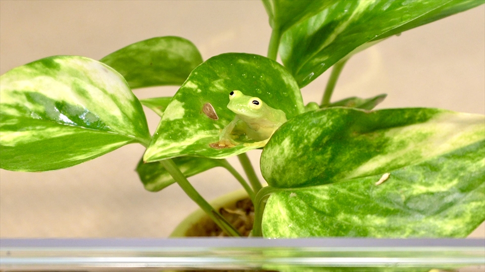 フライッシュマンアマガエルモドキ(グミガエル)用のレイアウトケージ(テラリウム・パルダリウム)を作りました。