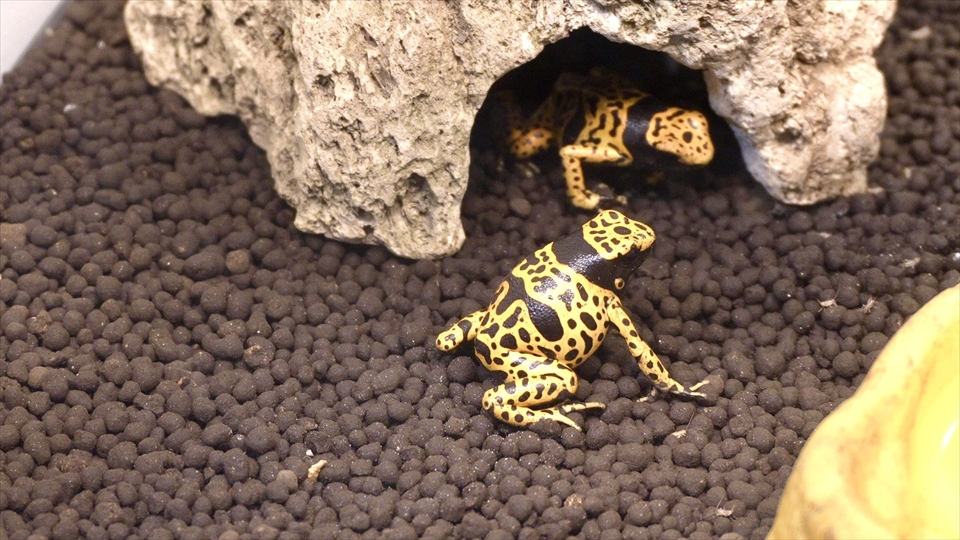 キオビヤドクガエルの飼育環境とエサのご紹介・テラリウムができるまでの仮住まい編