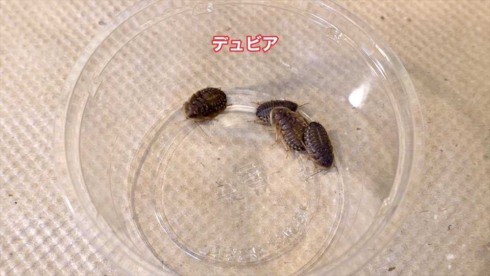飼育しているデュビア